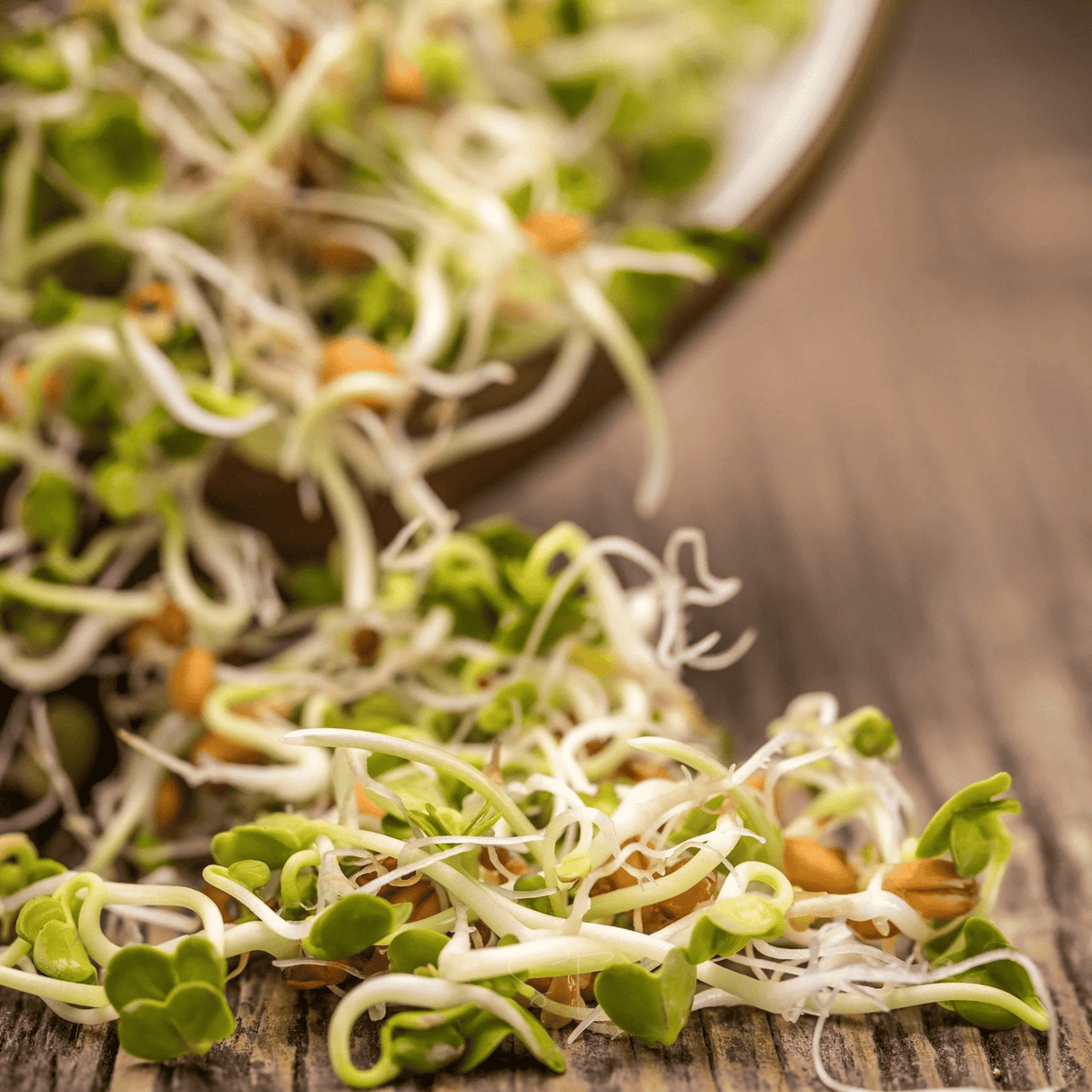 3 Part Sprout Mix – 1,000 Seeds