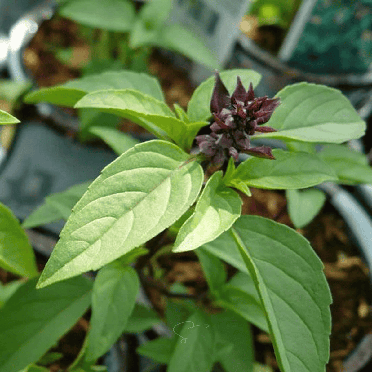 Anise Basil – 250 Seeds