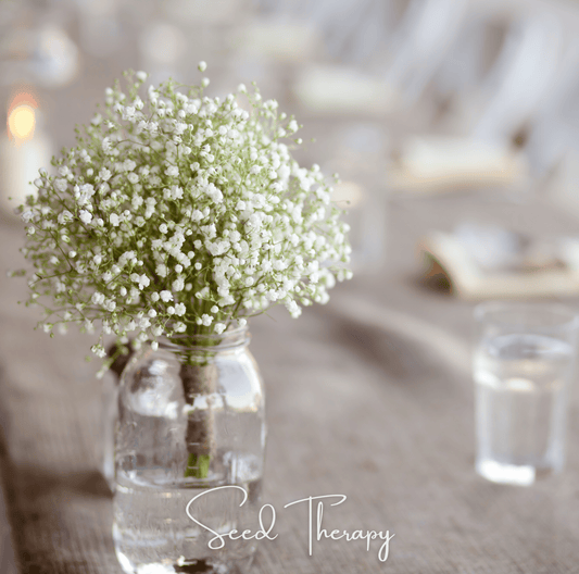 Perennial Baby’s Breath – 100 Seeds