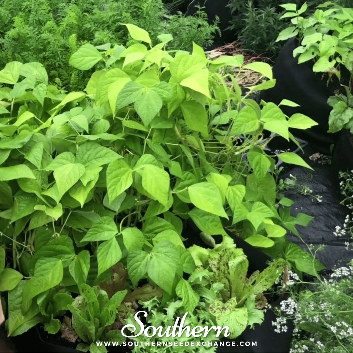 Gold Rush Bean (Bush) – 30 Seeds