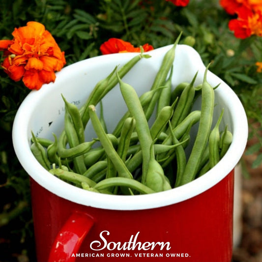 Kentucky Blue Bean (Pole) – 50 Seeds