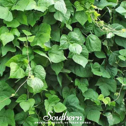 King of the Garden Lima Bean (Pole) – 15 Seeds