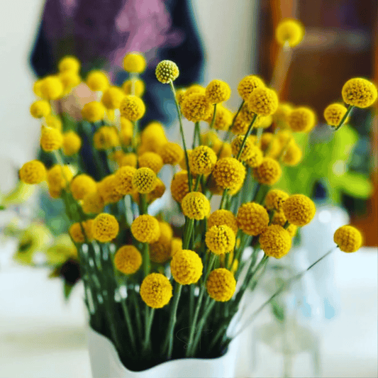 Billy Buttons (Drumsticks) – 50 Seeds