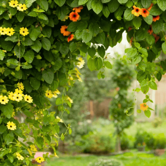 Black Eyed Susan Vine Mix – 50 Seeds