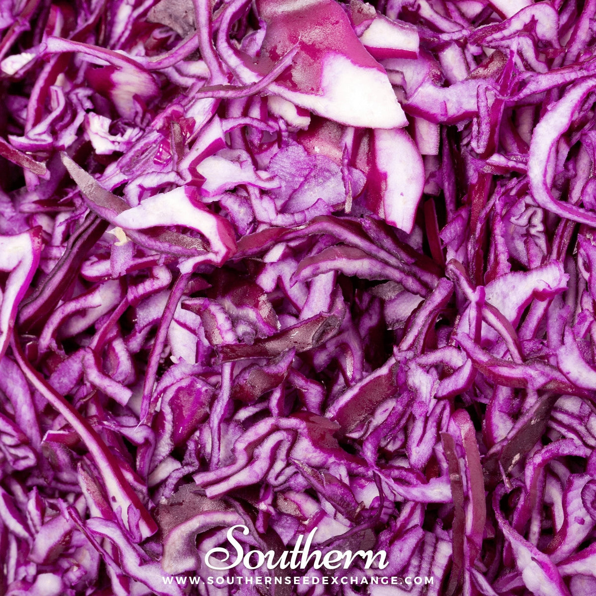 Mammoth Red Rock Cabbage – 100 Seeds