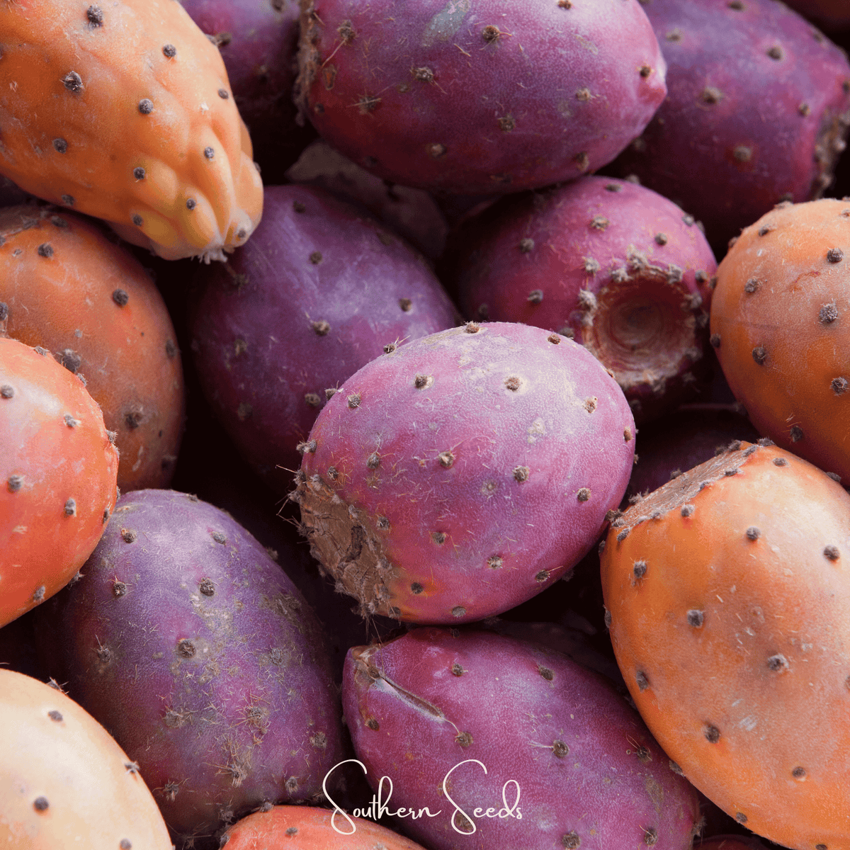 Prickly Pear Cactus – 15 Seeds
