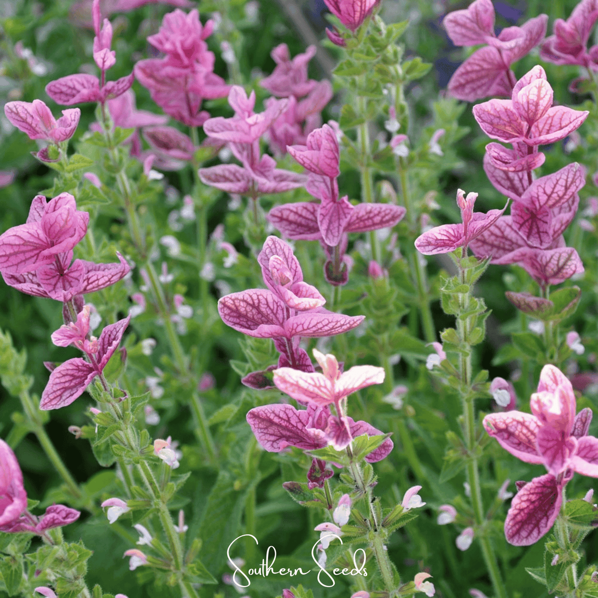 Pink Sundae Clary Sage – 50 Seeds