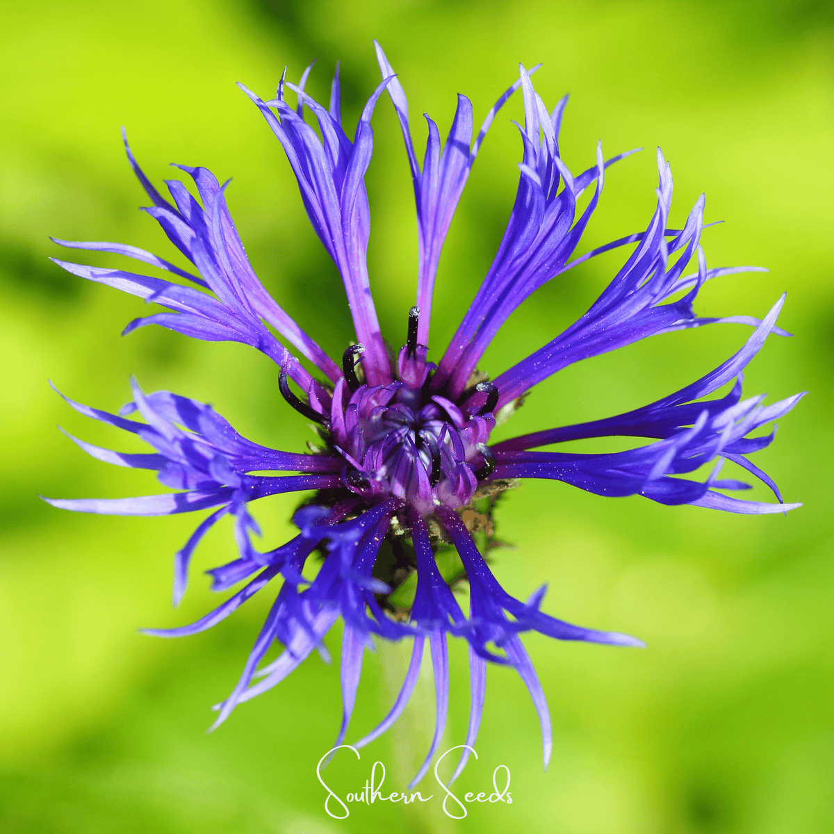 Montana Cornflower – 30 Seeds