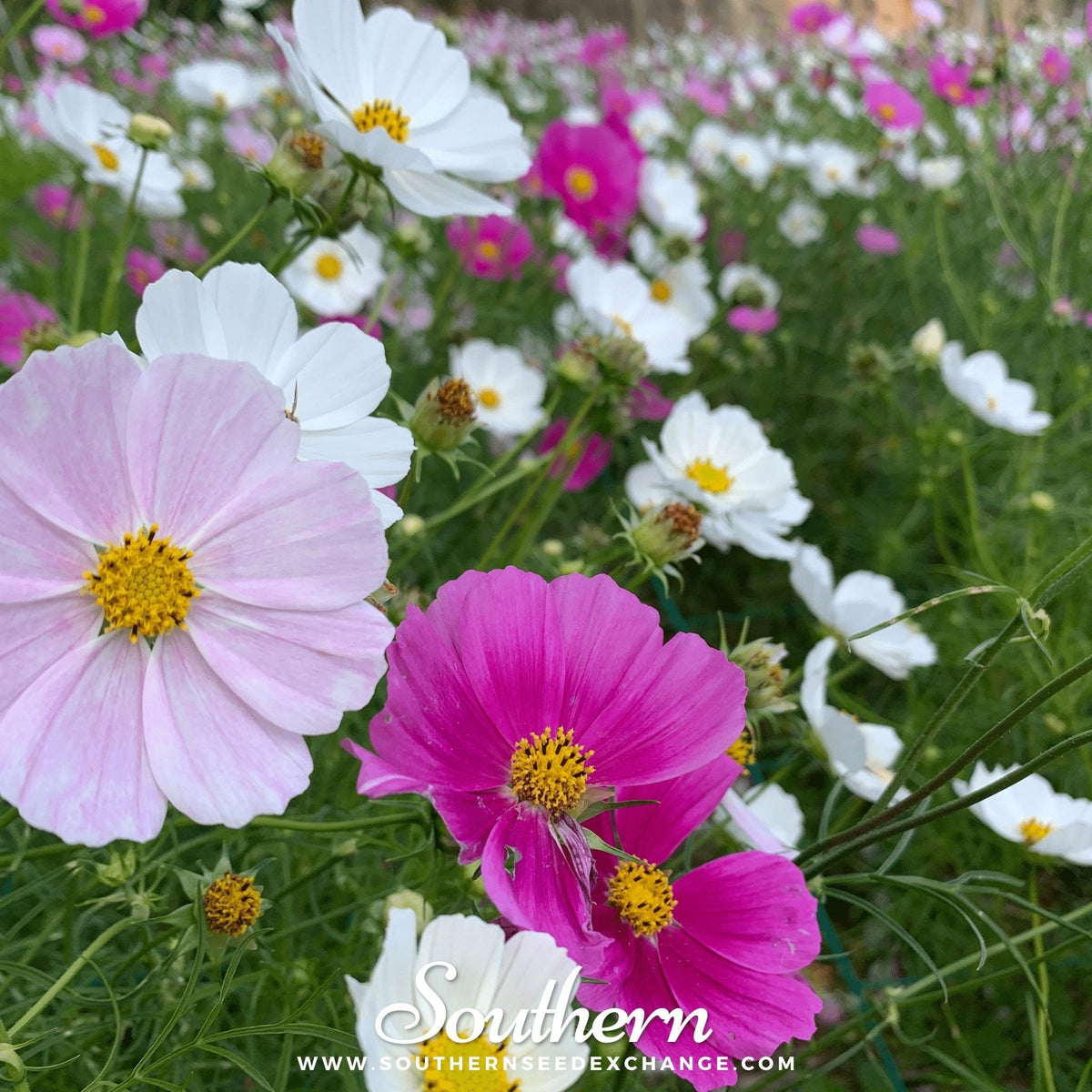 Dwarf Cosmos Mix – 100 Seeds