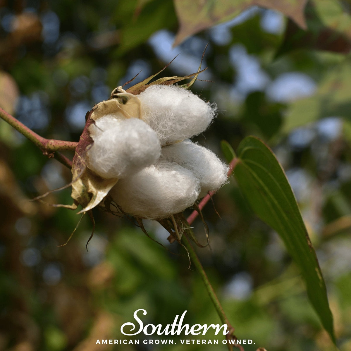 Levant Cotton – 20 Seeds