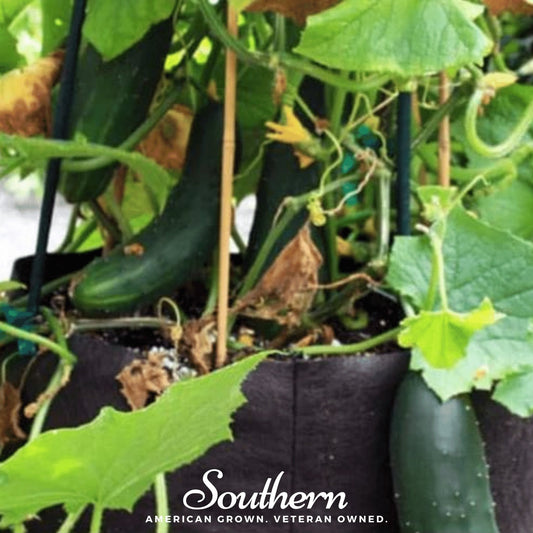 Spacemaster Cucumber – 30 Seeds