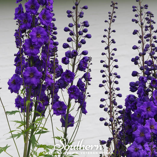 Black Knight Delphinium – 25 Seeds