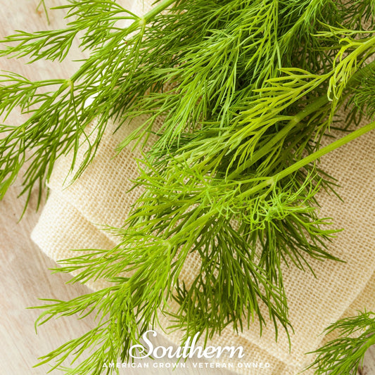 Mammoth Long Island Dill – 100 Seeds