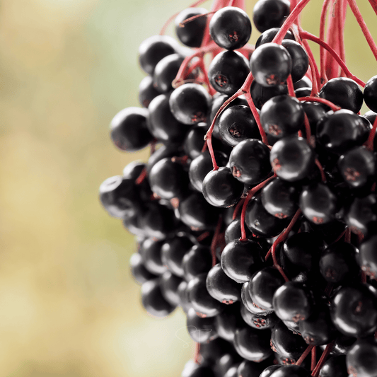 Elderberry Seed Collection (American Black • Red • Blue)