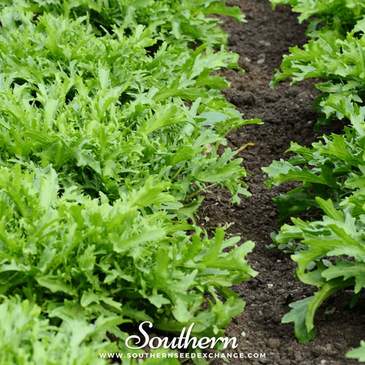Green Curled Ruffec Endive – 200 Seeds