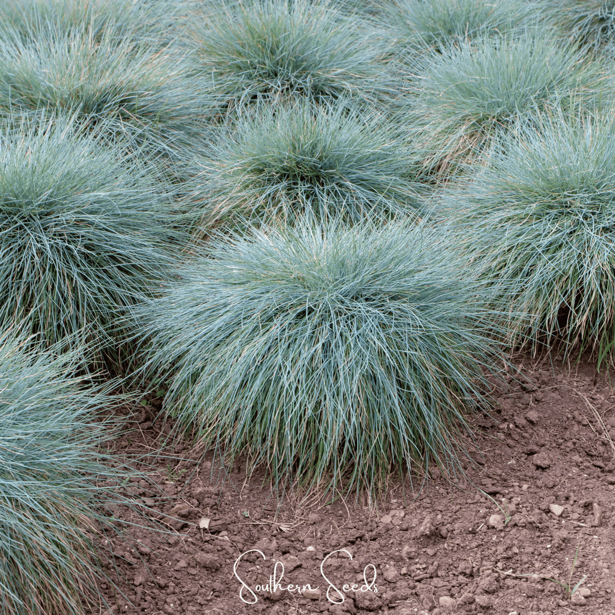 Blue Fescue – 100 Seeds