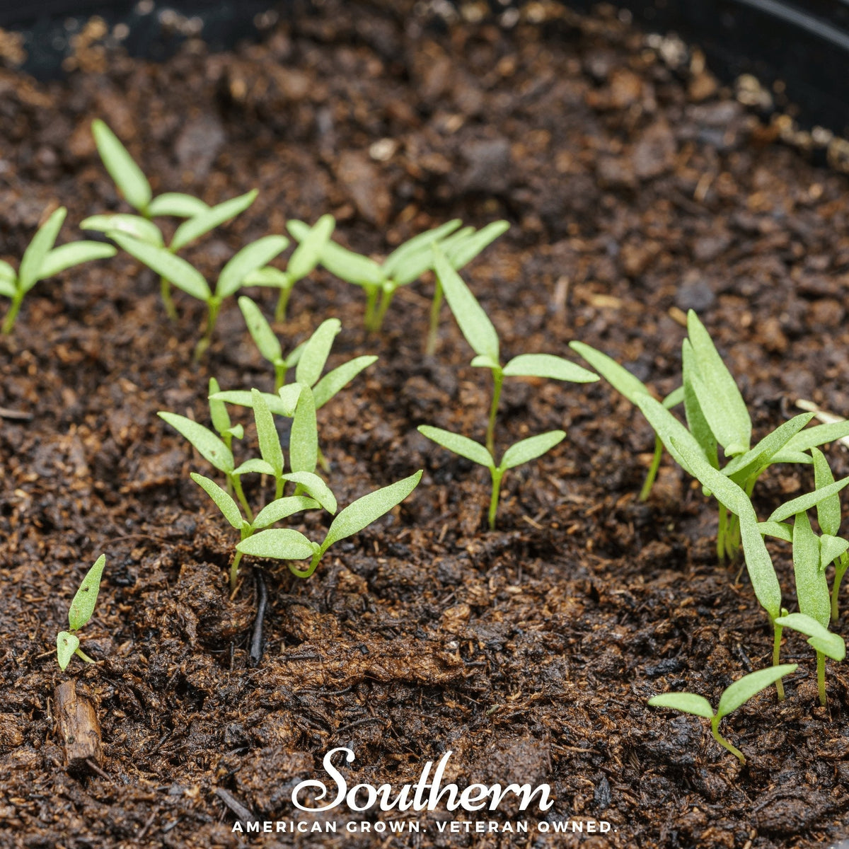 Goji Berry – 50 Seeds