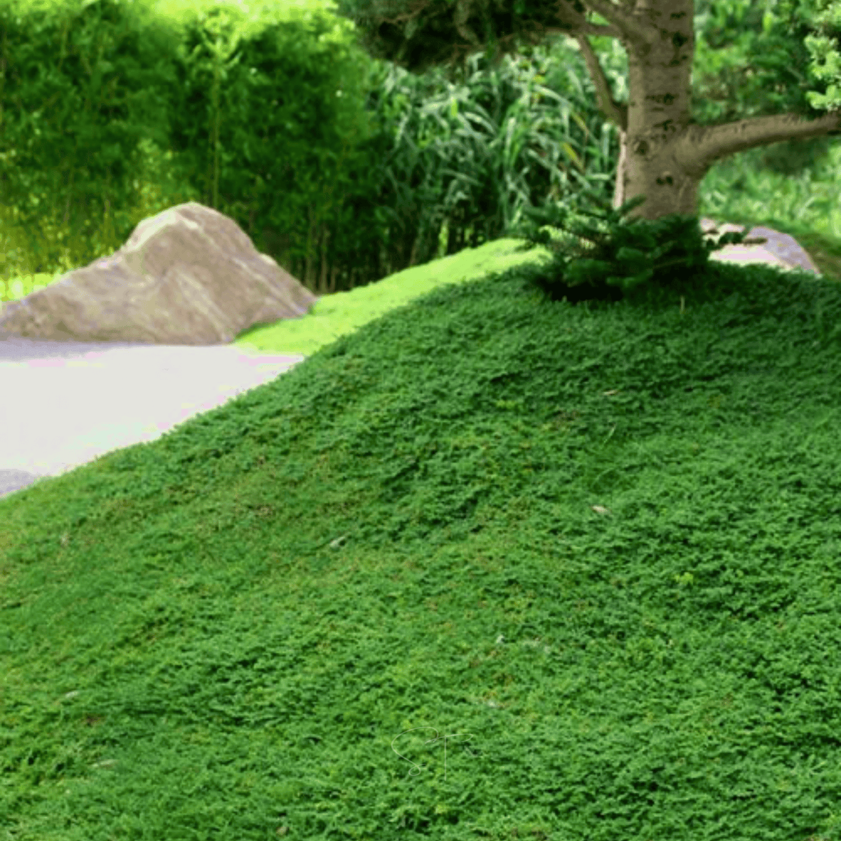 Green Carpet Rupturewort – 100 Seeds