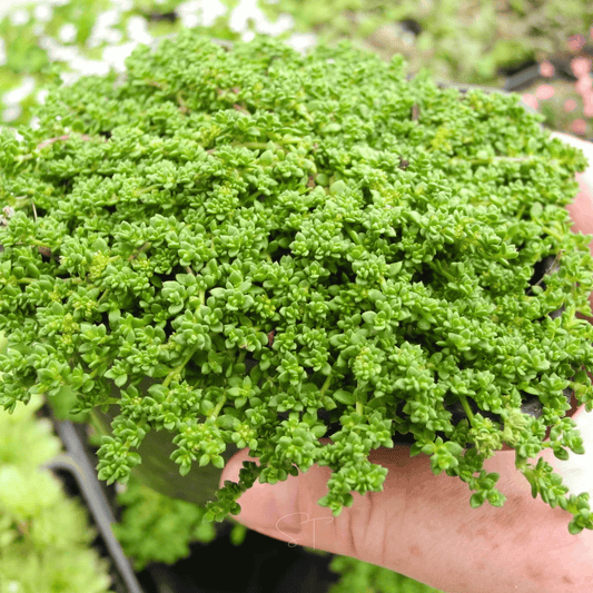 Green Carpet Rupturewort – 100 Seeds