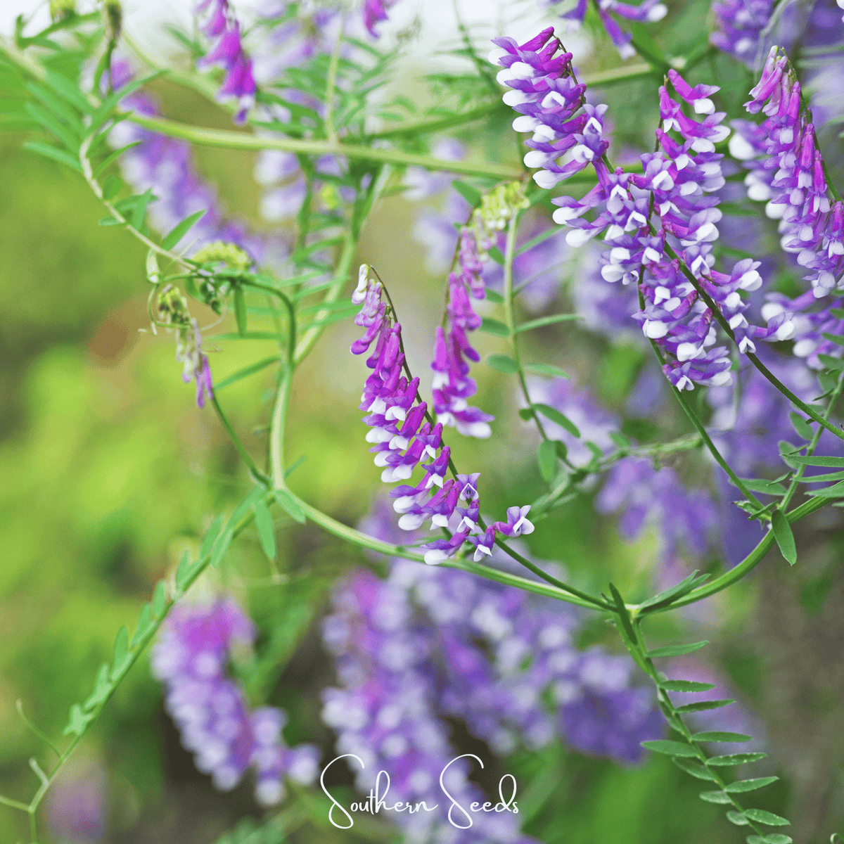 Hairy Vetch – 100 Seeds