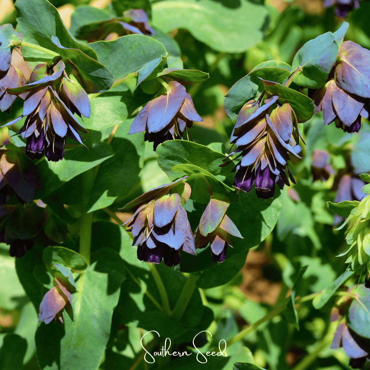 Blue Shrimp Honeywort – 10 Seeds