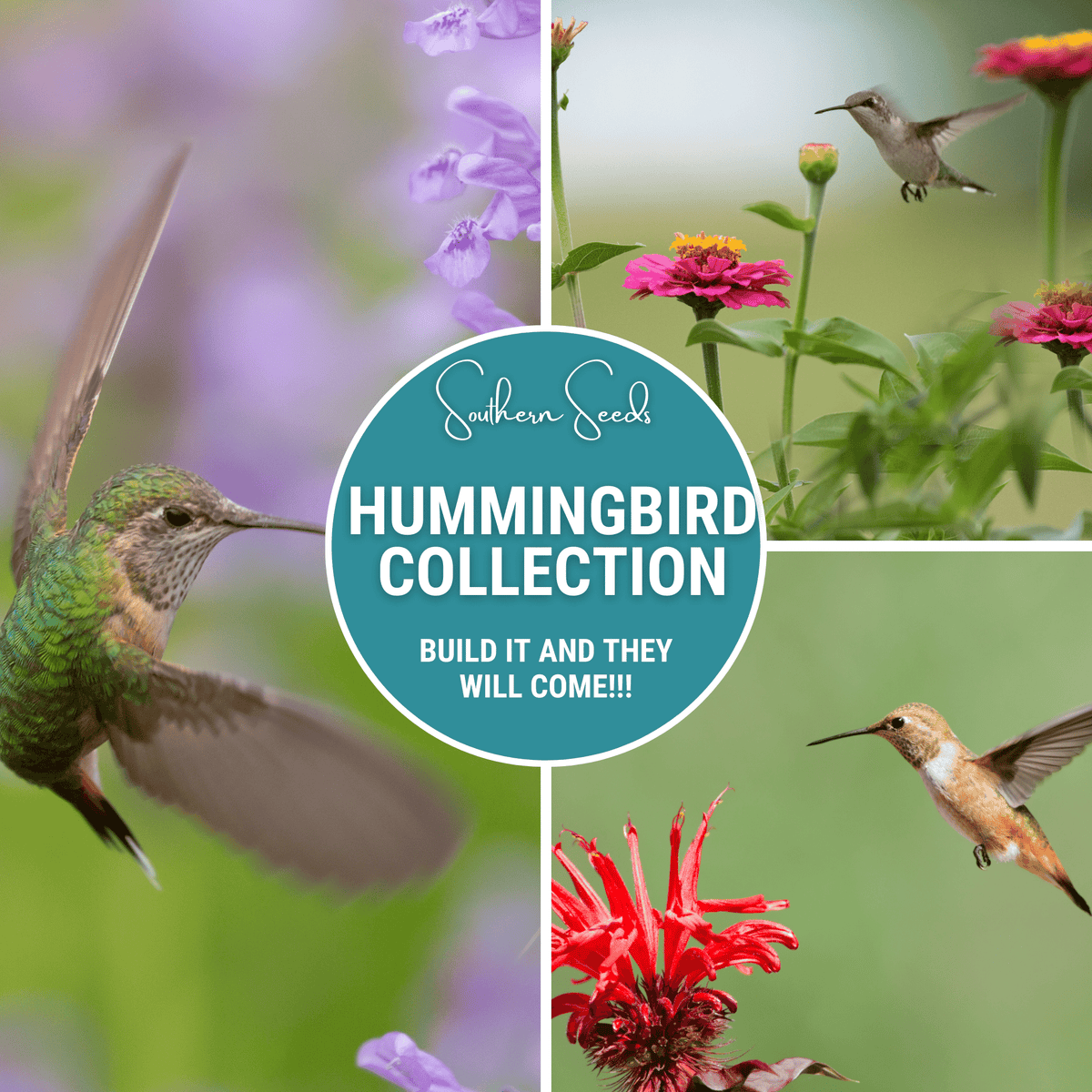 Hummingbird Garden Seed Collection – 10 Varieties