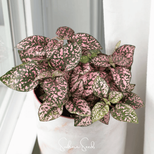 Pink Polka Dot Hypoestes – 25 Seeds