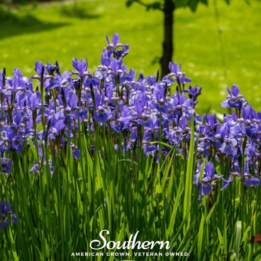 Northern Blue Flag Iris – 25 Seeds