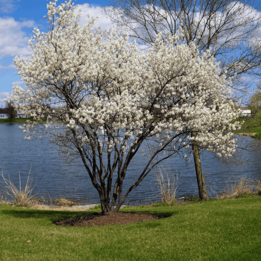 Juneberry – Serviceberry – 50 Seeds