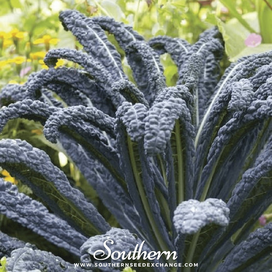 Black Magic Kale – 250 Seeds