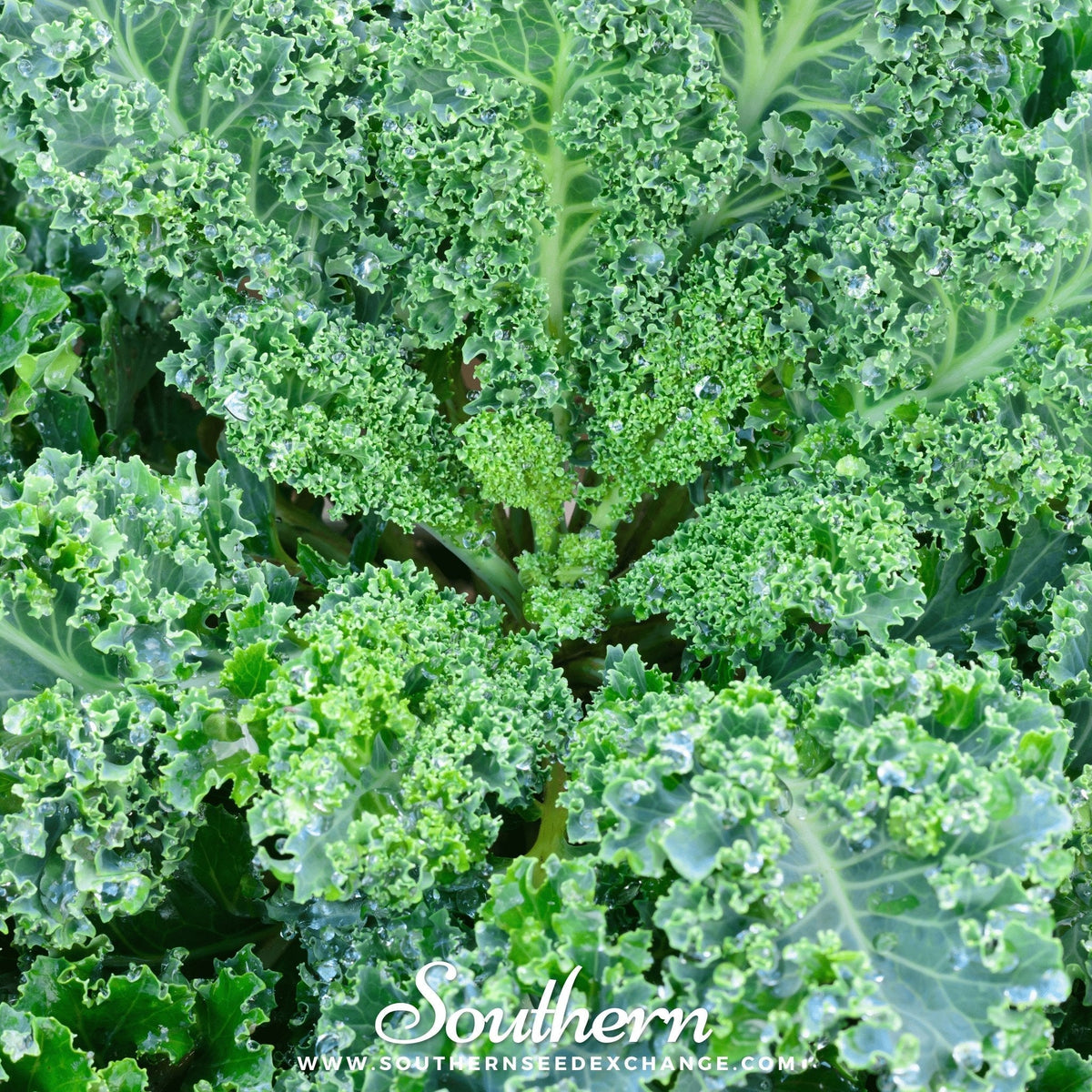 Vates Blue Scotch Curled Kale – 250 Seeds