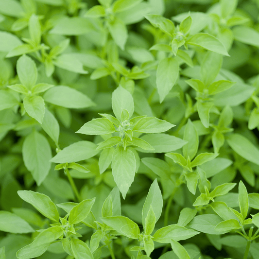 Lemon Basil – 250 Seeds