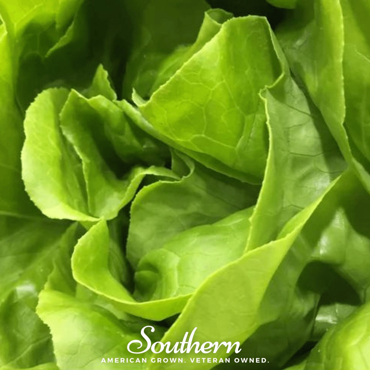 Bibb Summer Lettuce – 500 Seeds