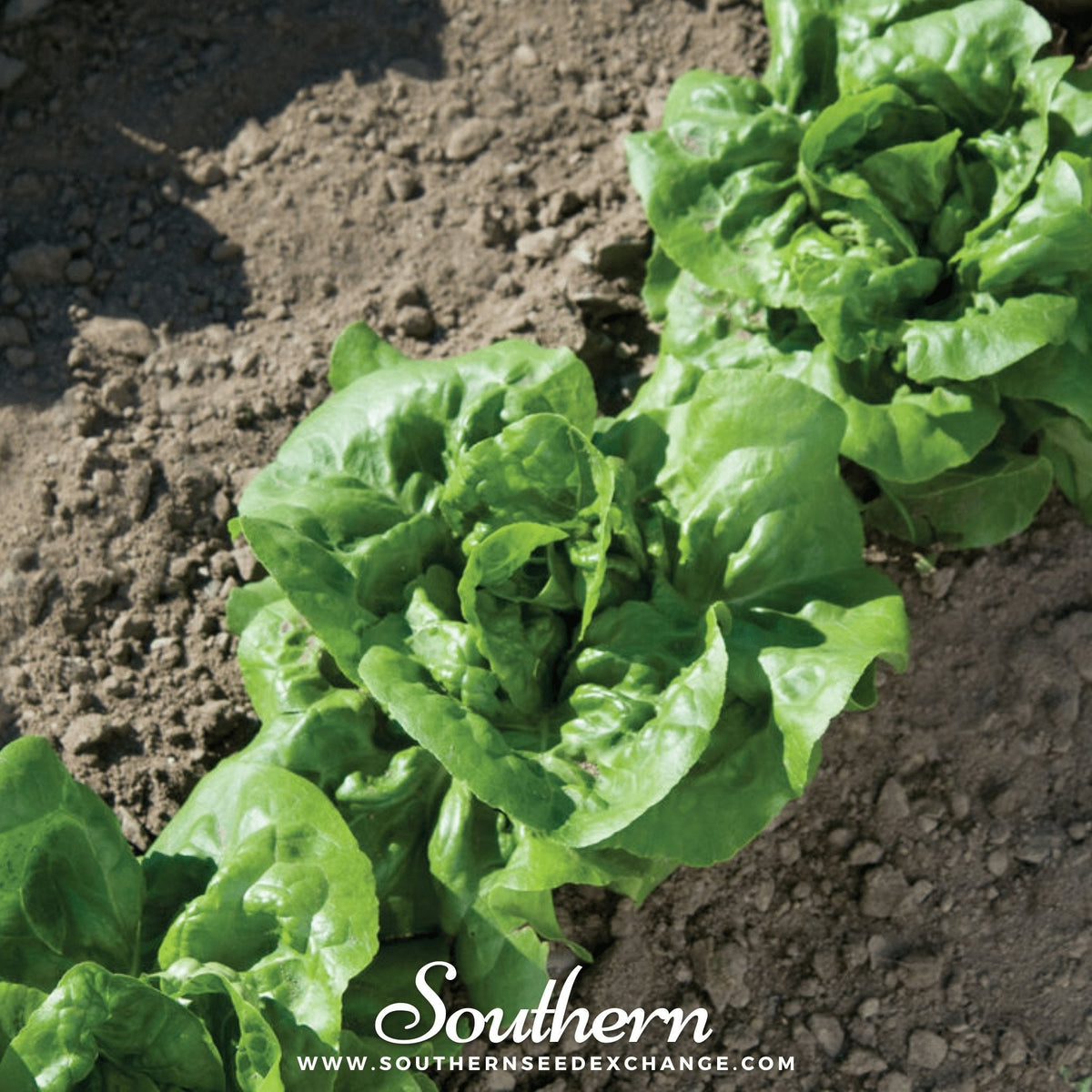 Buttercrunch Lettuce – 500 Seeds