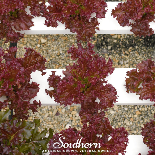 Salad Bowl Red Lettuce – 500 Seeds