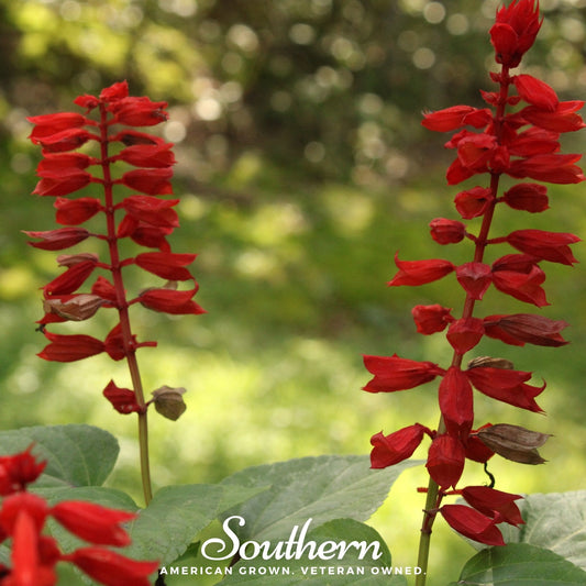 Cardinal Flower Lobelia – 250 Seeds