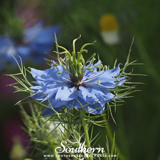 Jewels Mix Love in a Mist – 100 Seeds