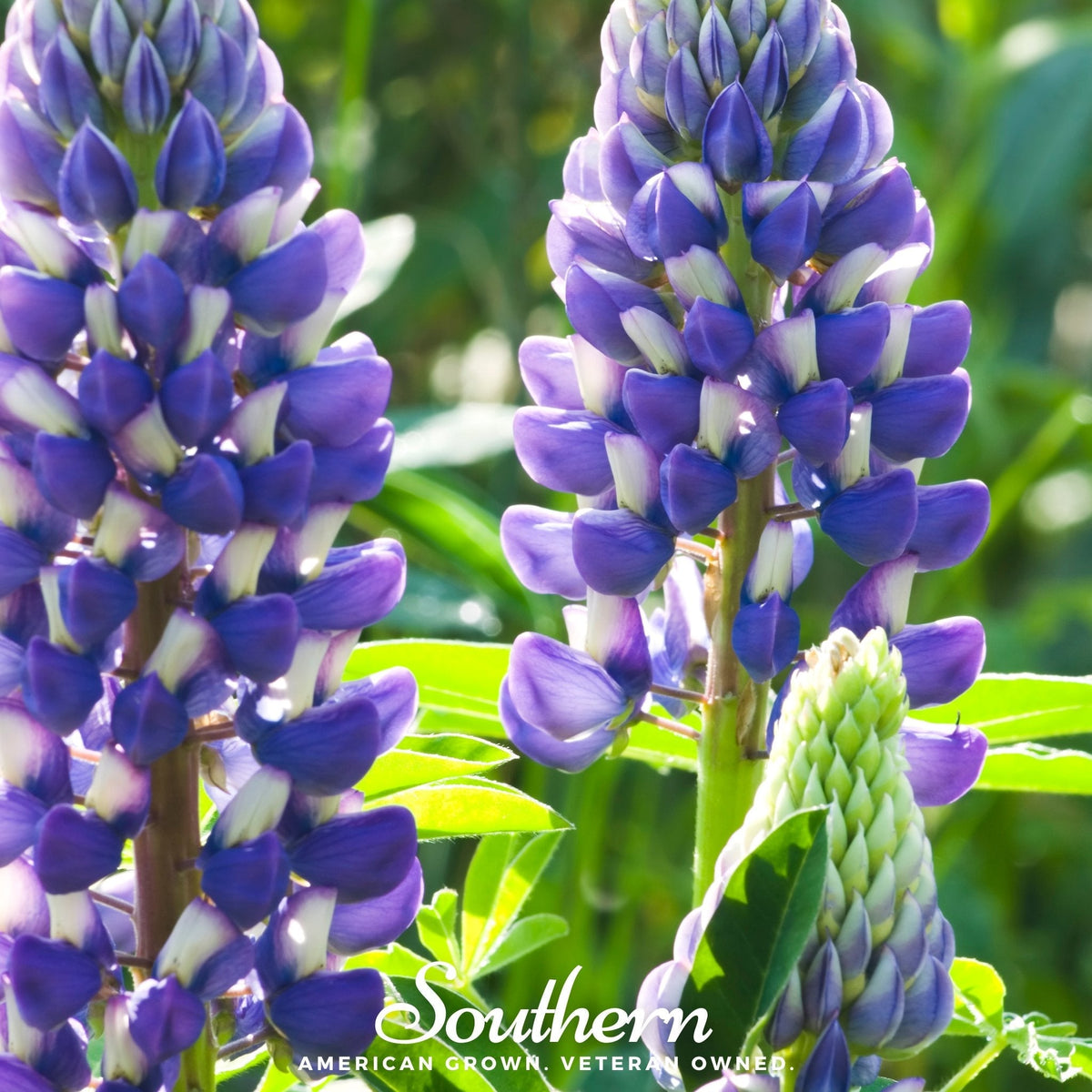 Perennial Lupine – 50 Seeds