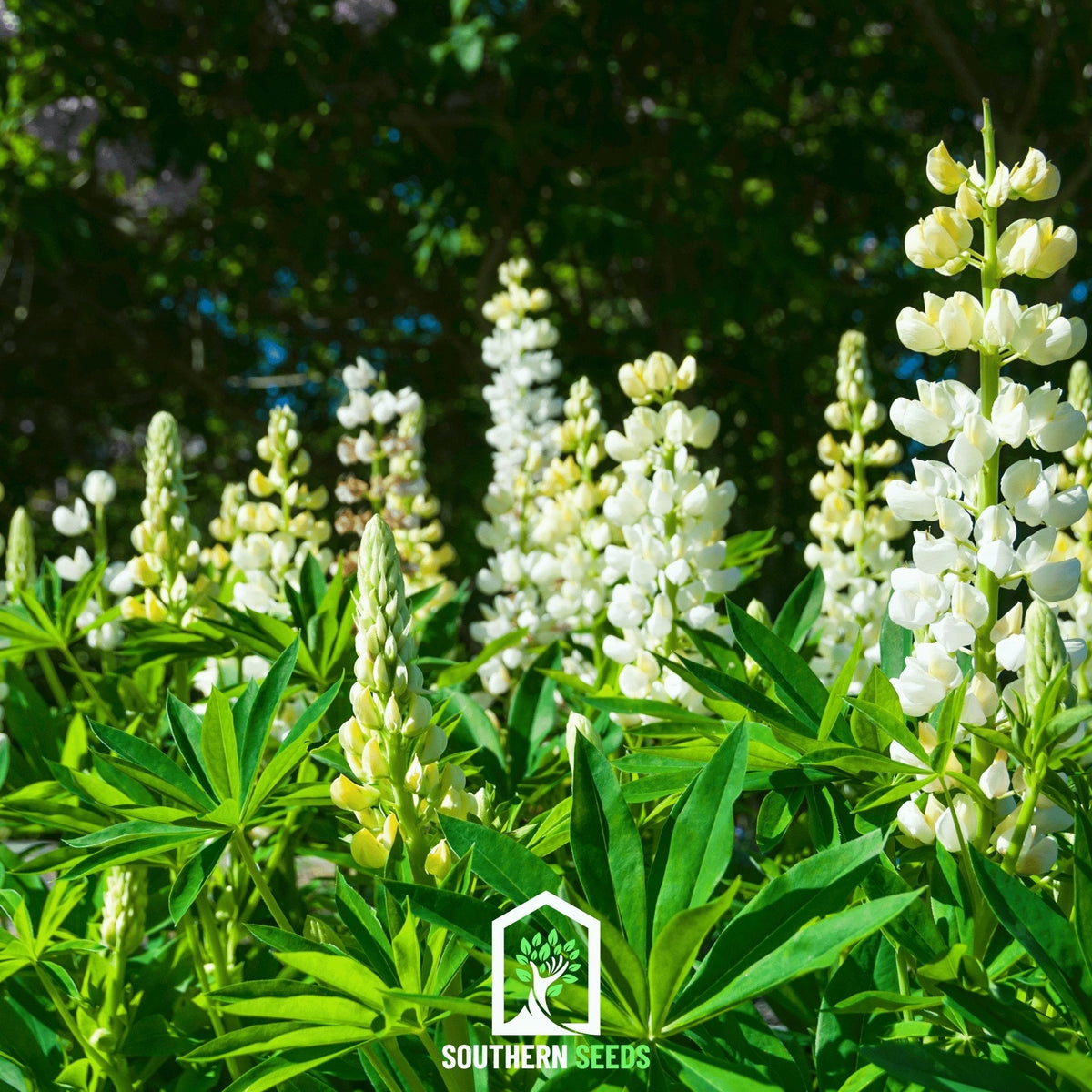 Noble Maiden Lupine Russell – 50 Seeds