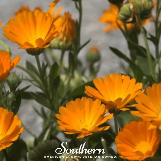 English Marigold – 100 Seeds