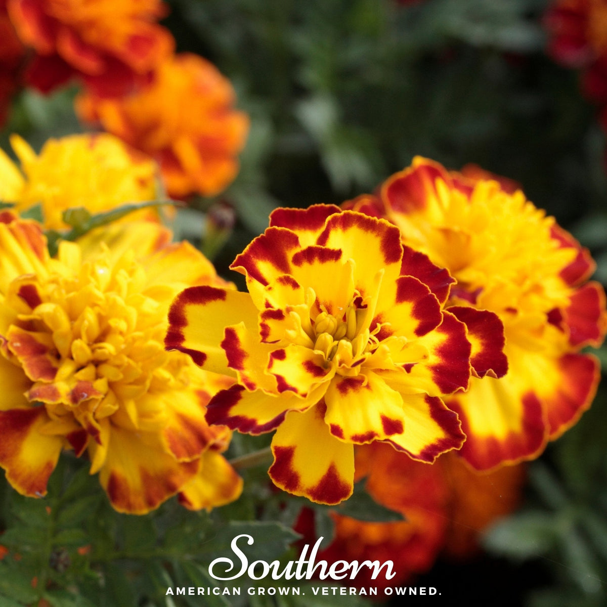 Sparky Marigold (French) – 100 Seeds