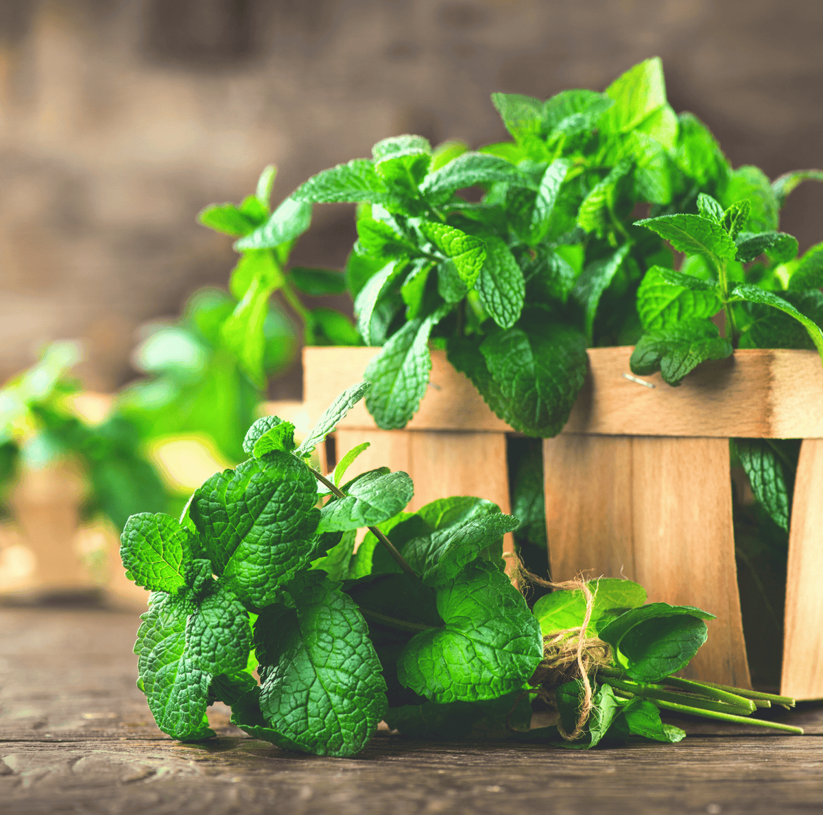Mint – 100 Seeds