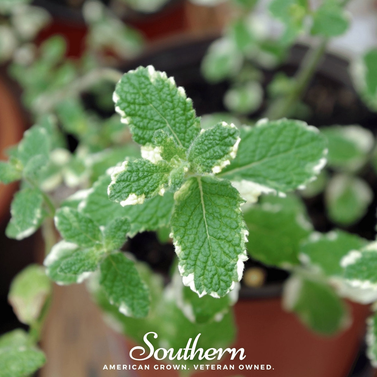 Pineapple Mint – 25 Seeds