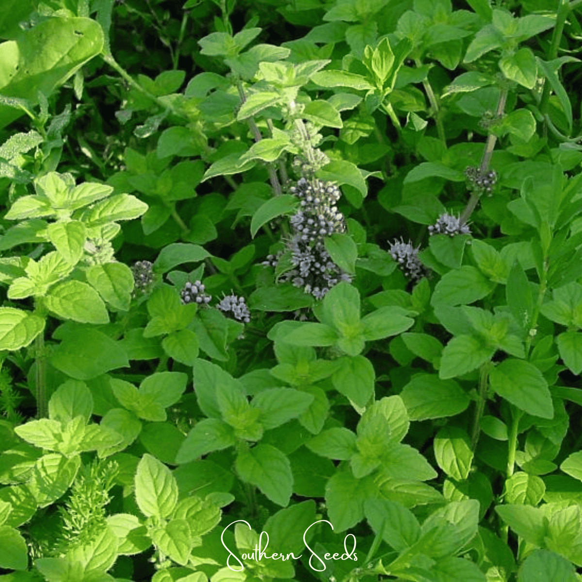 Wild Corn Mint – 100 Seeds