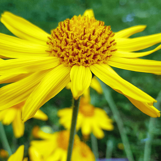 Mountain Arnica – 20 Seeds
