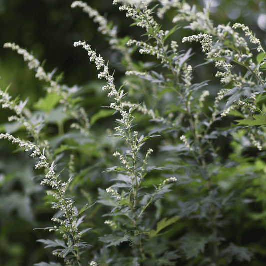 Mugwort – 200 Seeds
