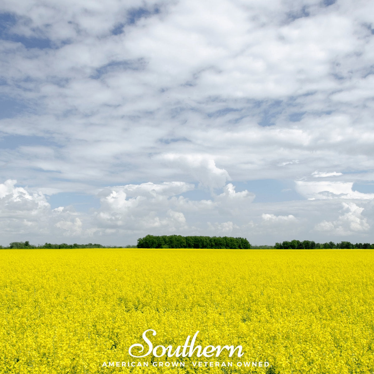 Yellow Mustard – 200 Seeds