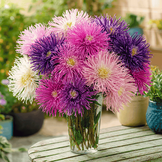 Needle Mix Aster – 50 Seeds