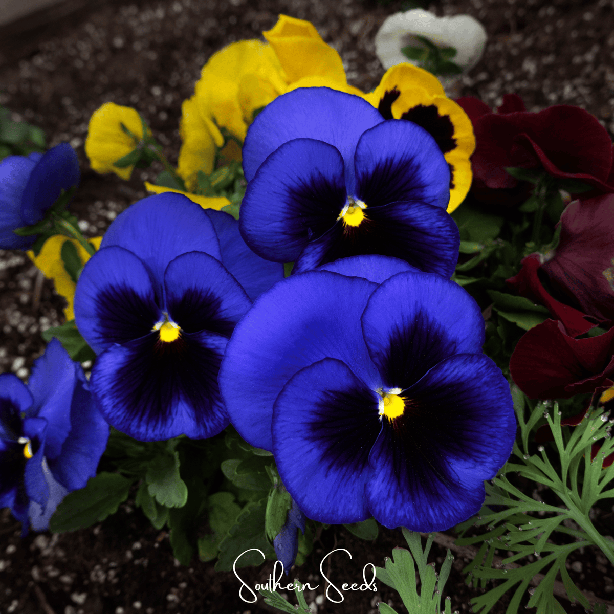 Swiss Giant Ullswater Pansy – 50 Seeds