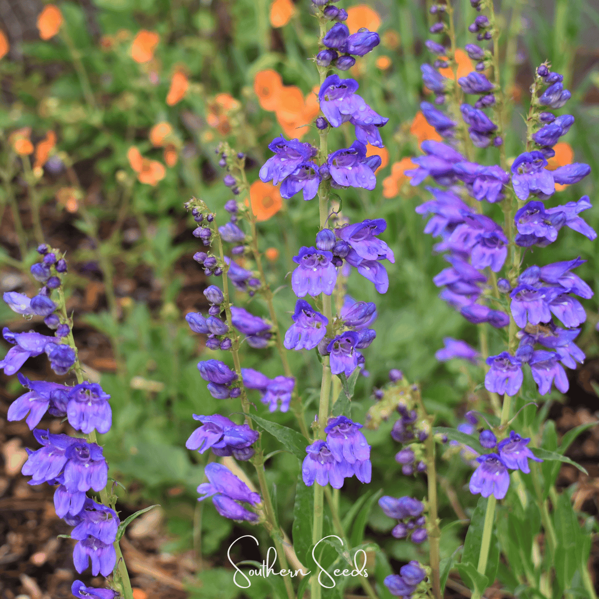 Rocky Mountain Penstemon – 100 Seeds